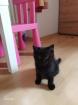 BKH Kitten suchen ein Zuhause